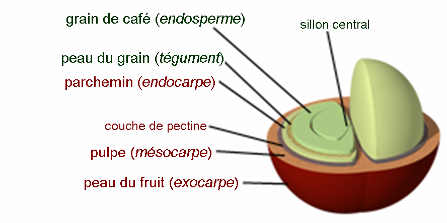 Anatomie d'une cerise de café
