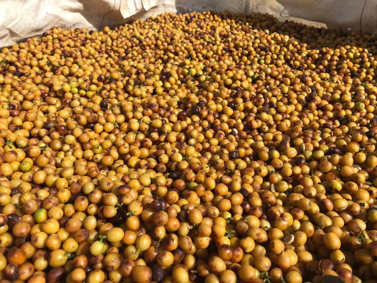 DECAF ATUNKAA - Colombie - Voie Sèche